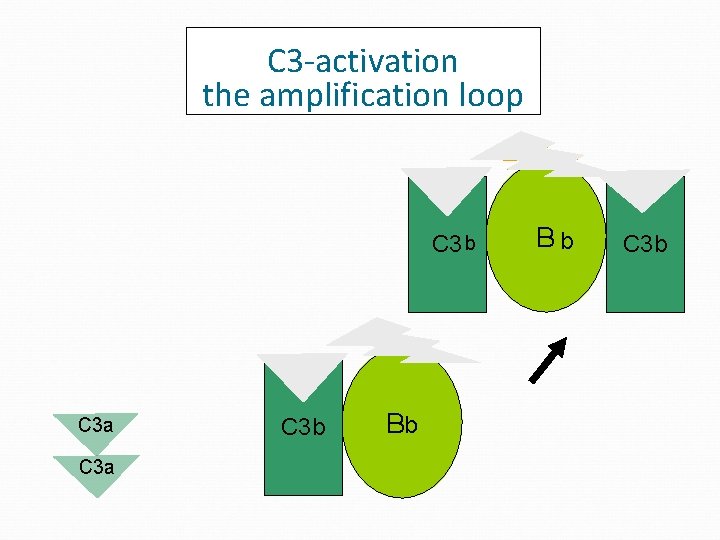 C 3 -activation the amplification loop D C 3 b C 3 a C