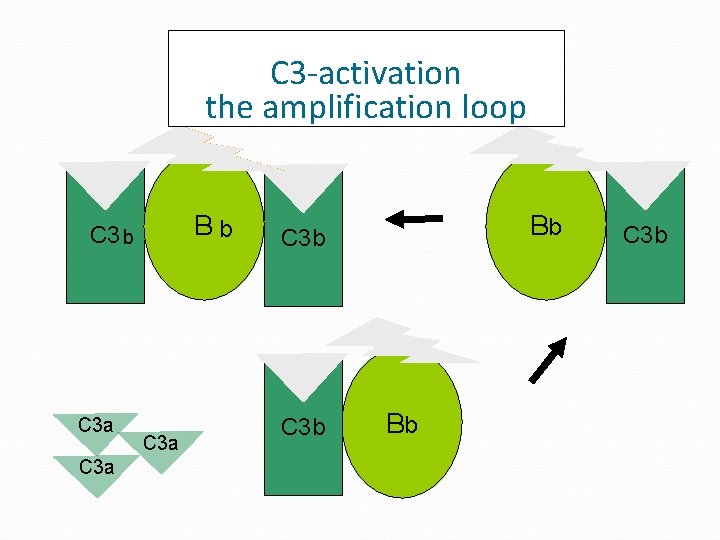 C 3 -activation the amplification loop D Bb C 3 a C 3 a
