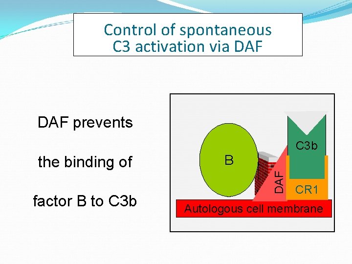 Control of spontaneous C 3 activation via DAF prevents C 3 b factor B