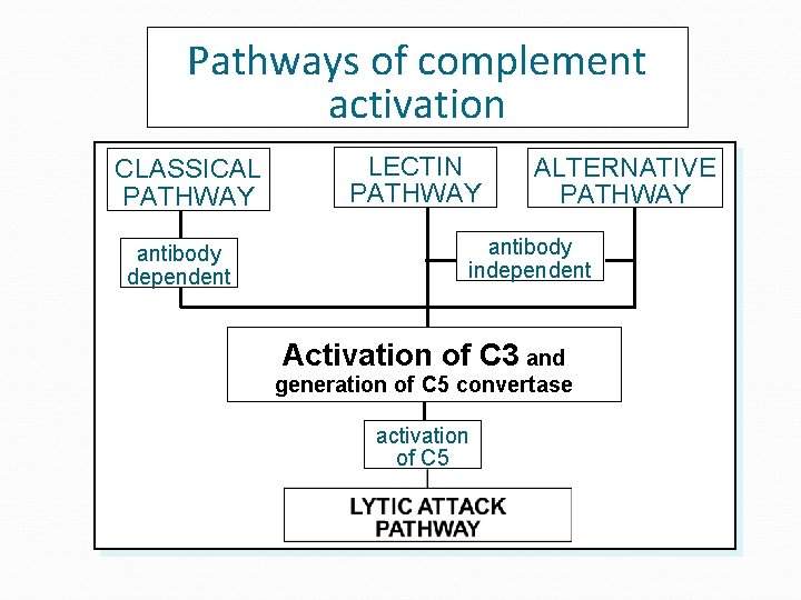 Pathways of complement activation CLASSICAL PATHWAY antibody dependent LECTIN PATHWAY ALTERNATIVE PATHWAY antibody independent