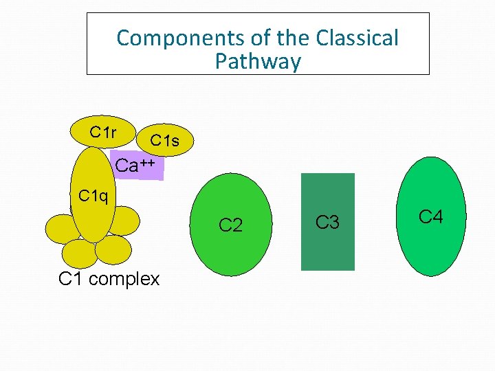 Components of the Classical Pathway C 1 r C 1 s Ca++ C 1