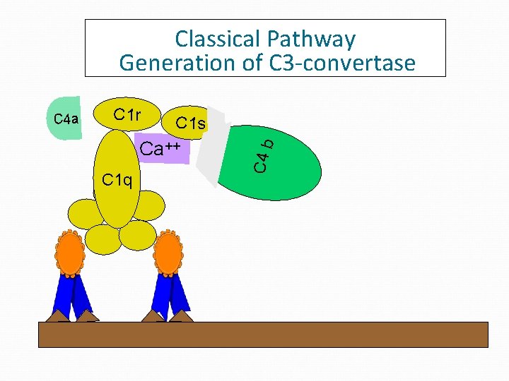 Classical Pathway Generation of C 3 -convertase C 1 r C 1 s Ca++