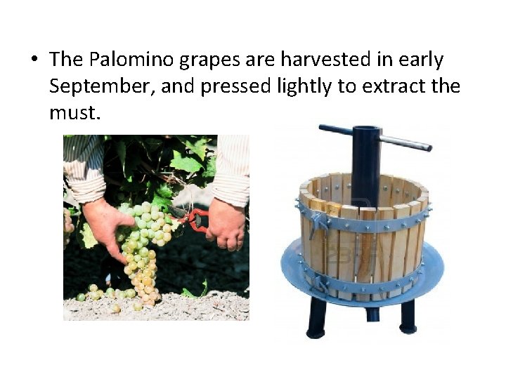  • The Palomino grapes are harvested in early September, and pressed lightly to
