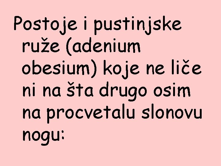 Postoje i pustinjske ruže (adenium obesium) koje ne liče ni na šta drugo osim