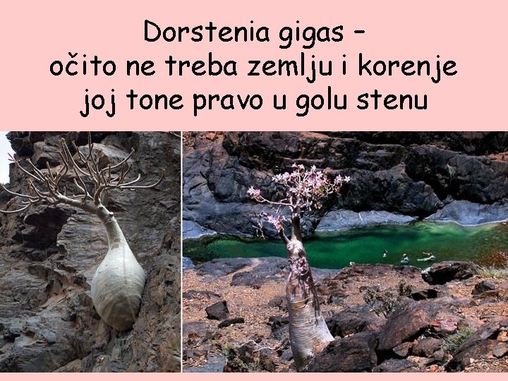 Dorstenia gigas – očito ne treba zemlju i korenje joj tone pravo u golu