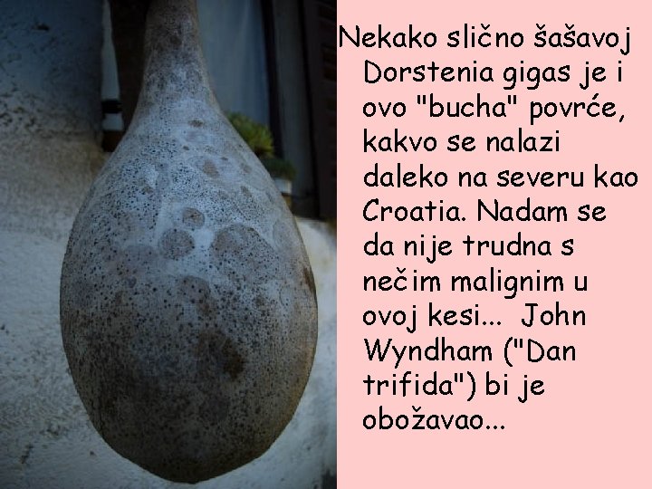Nekako slično šašavoj Dorstenia gigas je i ovo "bucha" povrće, kakvo se nalazi daleko