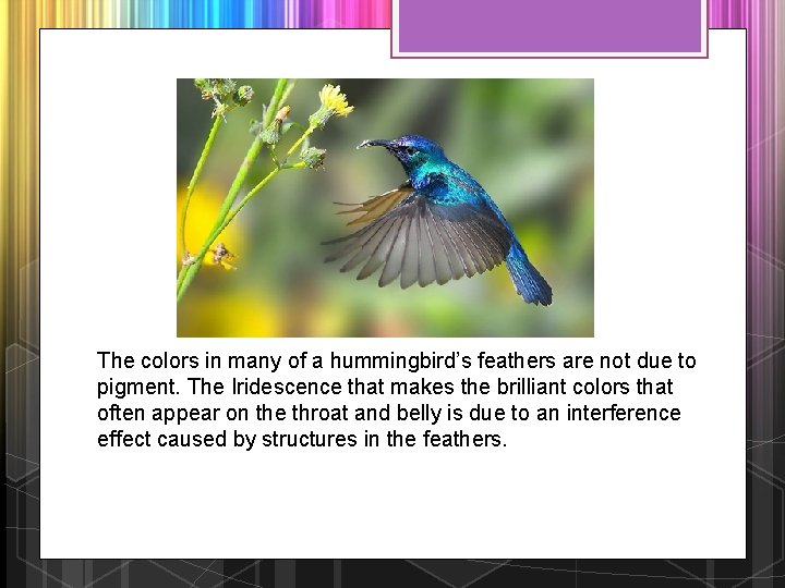 The colors in many of a hummingbird’s feathers are not due to pigment. The