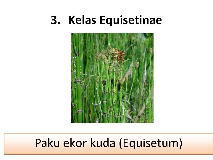 3. Kelas Equisetinae Paku ekor kuda (Equisetum) 