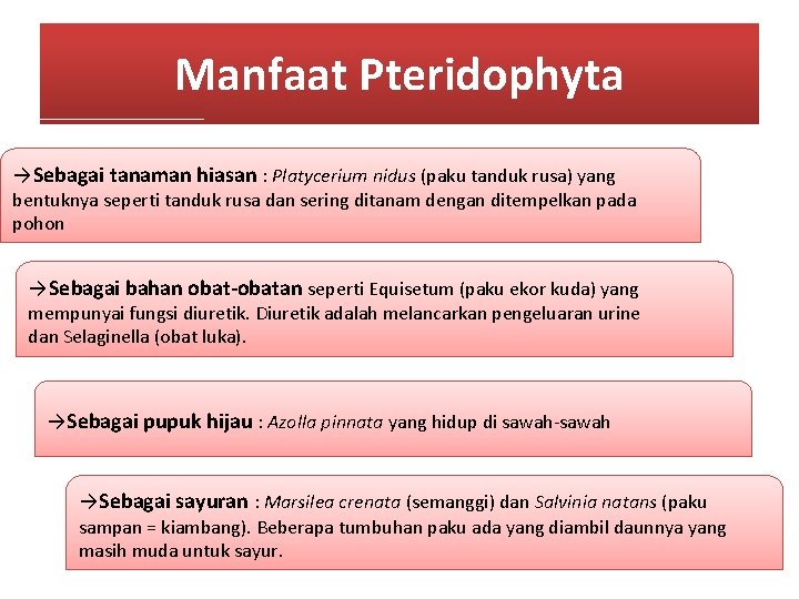 Manfaat Pteridophyta →Sebagai tanaman hiasan : Platycerium nidus (paku tanduk rusa) yang bentuknya seperti