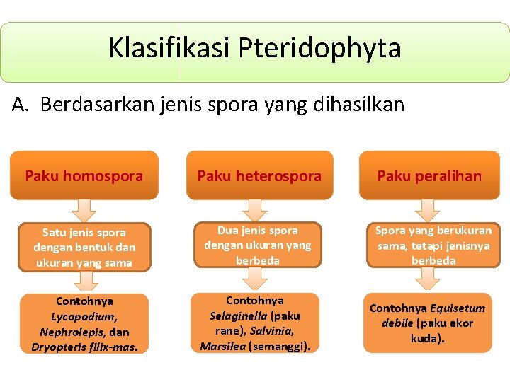 Klasifikasi Pteridophyta A. Berdasarkan jenis spora yang dihasilkan Paku homospora Paku heterospora Satu jenis