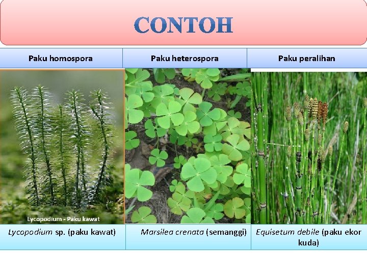 Paku homospora Lycopodium sp. (paku kawat) Paku heterospora Paku peralihan Marsilea crenata (semanggi) Equisetum