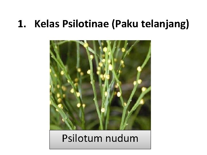 1. Kelas Psilotinae (Paku telanjang) Psilotum nudum 