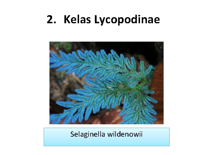 2. Kelas Lycopodinae Selaginella wildenowii 