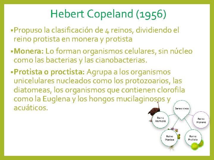 Hebert Copeland (1956) • Propuso la clasificación de 4 reinos, dividiendo el reino protista