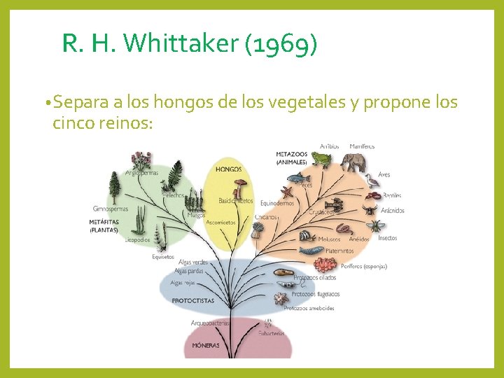 R. H. Whittaker (1969) • Separa a los hongos de los vegetales y propone