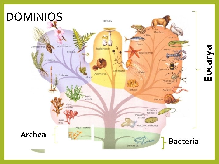 Eucarya DOMINIOS Archea Bacteria 