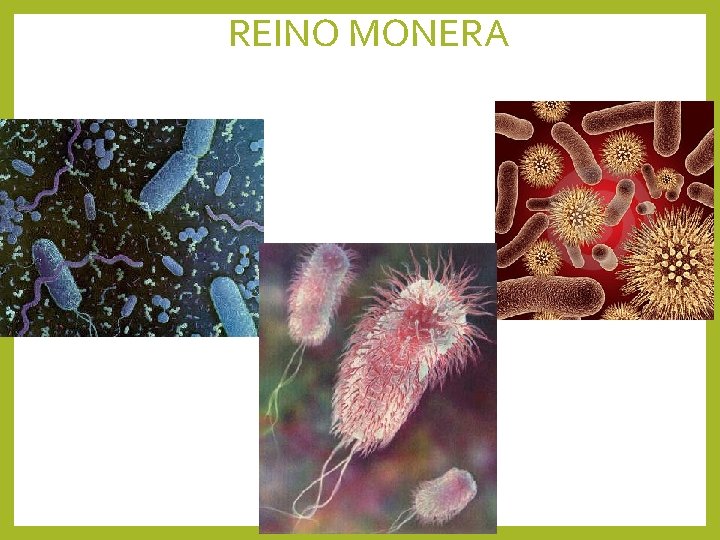 REINO MONERA 