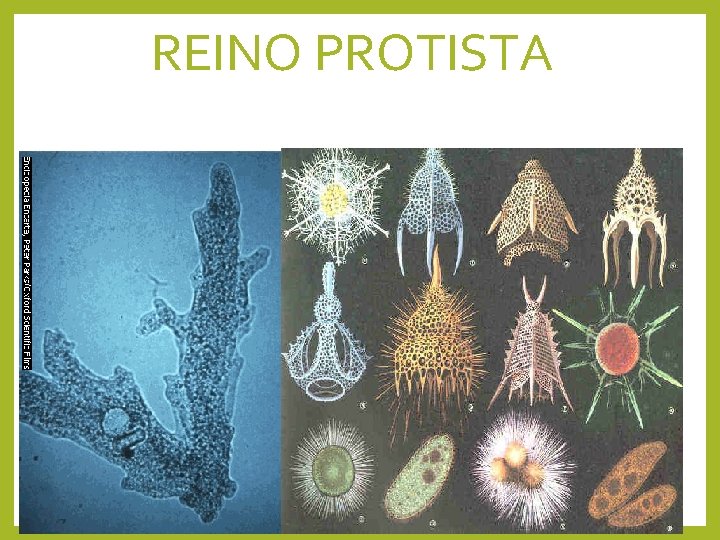 REINO PROTISTA 