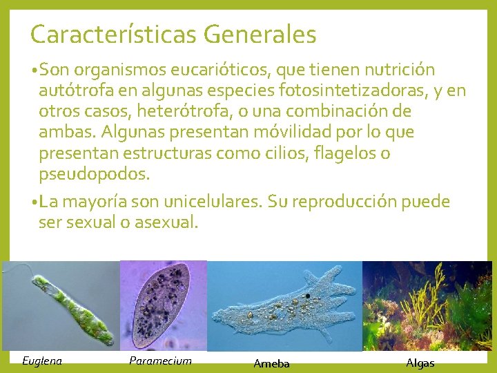 Características Generales • Son organismos eucarióticos, que tienen nutrición autótrofa en algunas especies fotosintetizadoras,