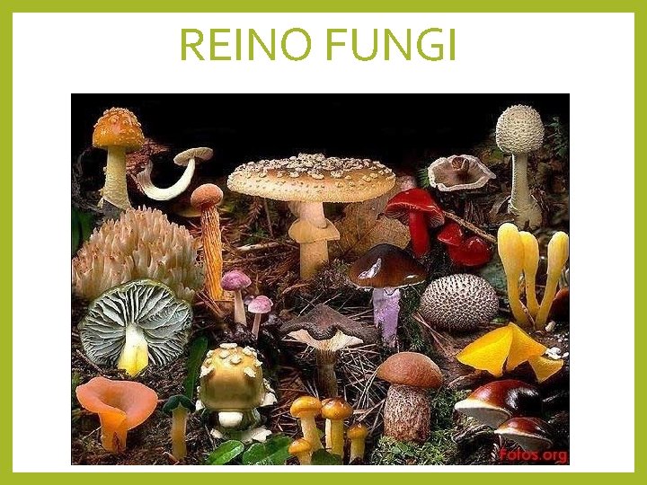 REINO FUNGI 