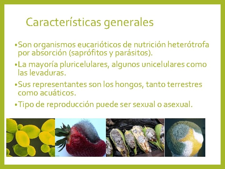 Características generales • Son organismos eucarióticos de nutrición heterótrofa por absorción (saprófitos y parásitos).