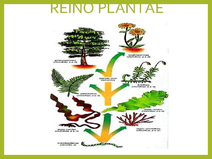 REINO PLANTAE 