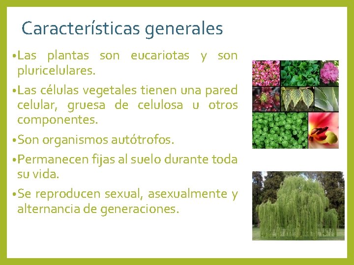 Características generales • Las plantas son eucariotas y son pluricelulares. • Las células vegetales