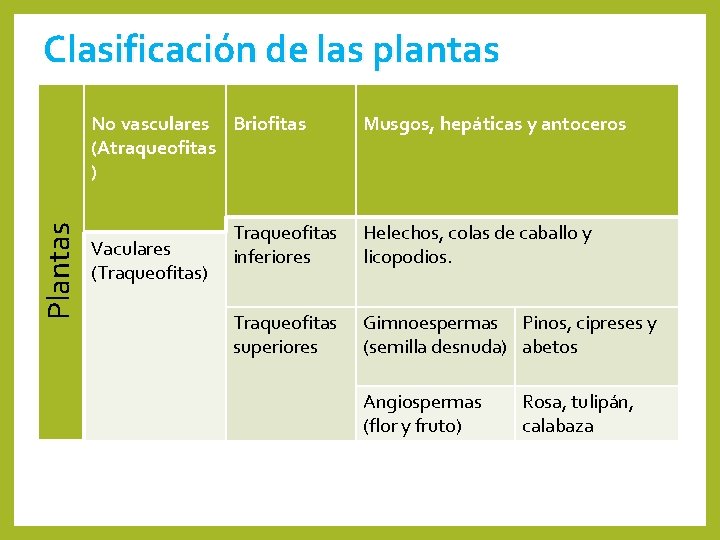 Clasificación de las plantas Plantas No vasculares Briofitas (Atraqueofitas ) Vaculares (Traqueofitas) Musgos, hepáticas