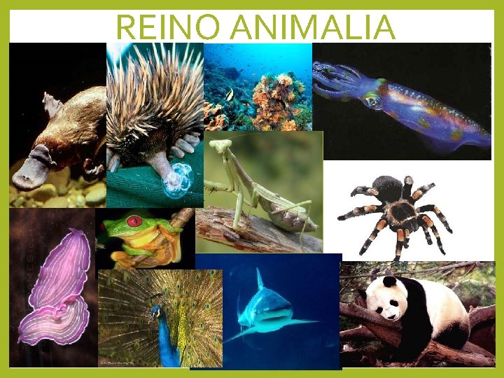 REINO ANIMALIA 