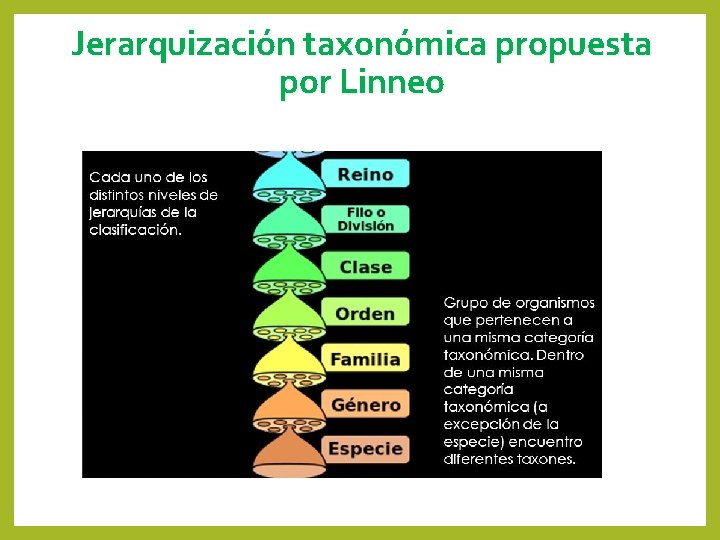 Jerarquización taxonómica propuesta por Linneo 