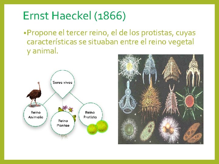 Ernst Haeckel (1866) • Propone el tercer reino, el de los protistas, cuyas características