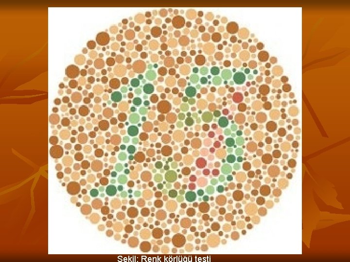Şekil: Renk körlüğü testi 