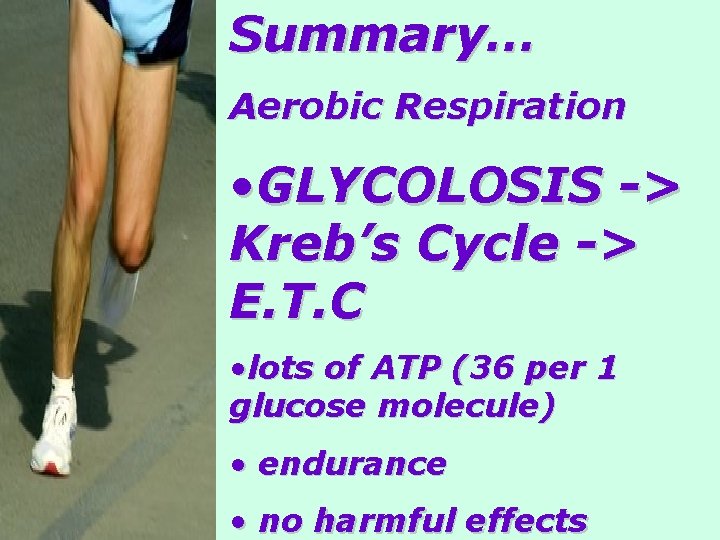 Summary… Aerobic Respiration • GLYCOLOSIS -> Kreb’s Cycle -> E. T. C • lots