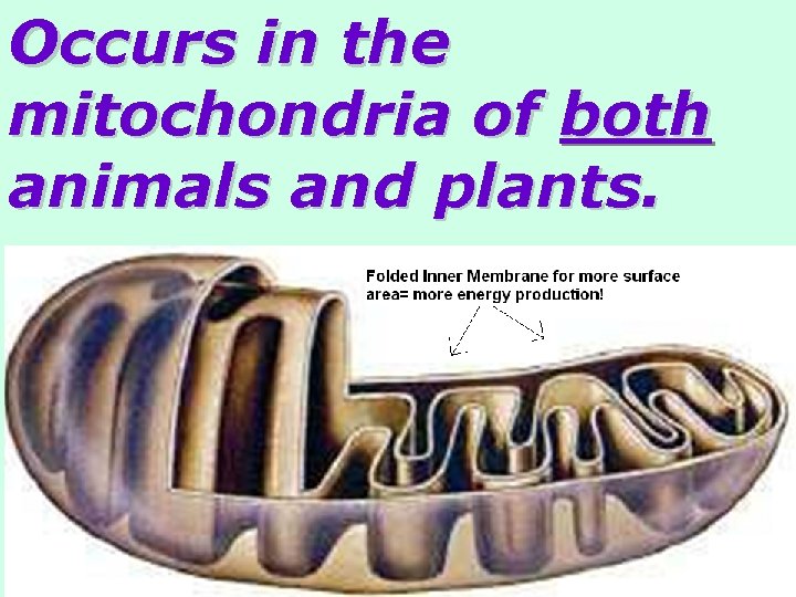 Occurs in the mitochondria of both animals and plants. 