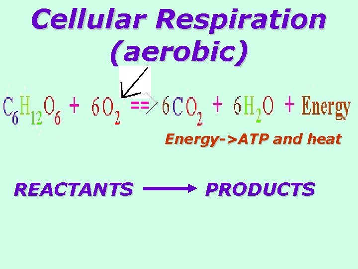 Cellular Respiration (aerobic) Energy->ATP and heat REACTANTS PRODUCTS 