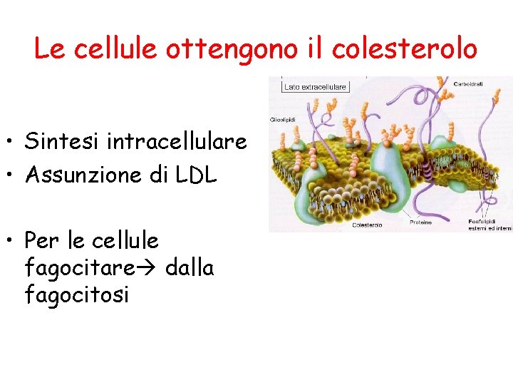 Le cellule ottengono il colesterolo • Sintesi intracellulare • Assunzione di LDL • Per