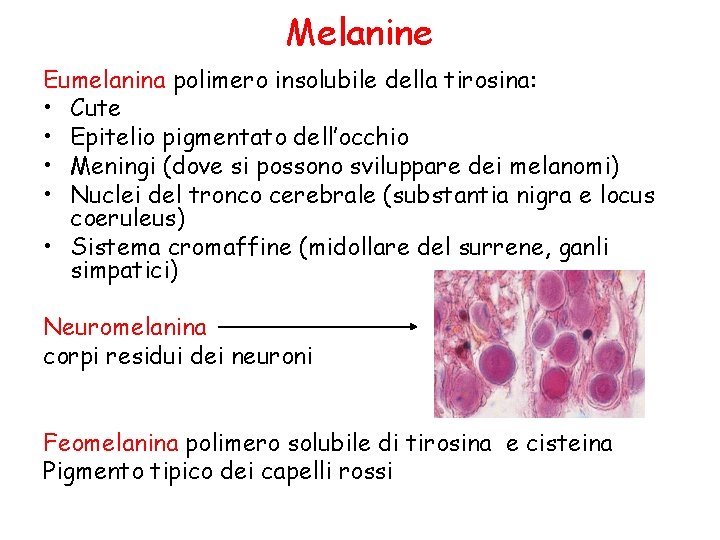 Melanine Eumelanina polimero insolubile della tirosina: • Cute • Epitelio pigmentato dell’occhio • Meningi