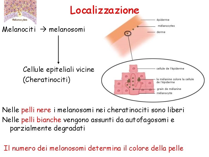 Localizzazione Melanociti melanosomi Cellule epiteliali vicine (Cheratinociti) Nelle pelli nere i melanosomi nei cheratinociti