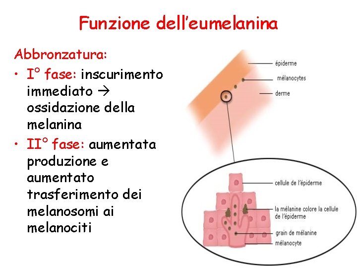 Funzione dell’eumelanina Abbronzatura: • I° fase: inscurimento immediato ossidazione della melanina • II° fase: