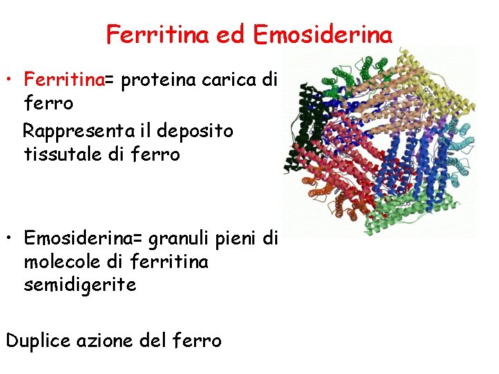 Ferritina ed Emosiderina • Ferritina= proteina carica di ferro Rappresenta il deposito tissutale di