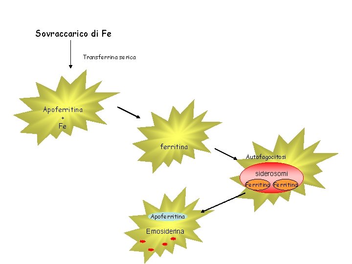 Sovraccarico di Fe Transferrina serica Apoferritina + Fe ferritina Autofagocitosi siderosomi Ferritina Apoferritina Emosiderina