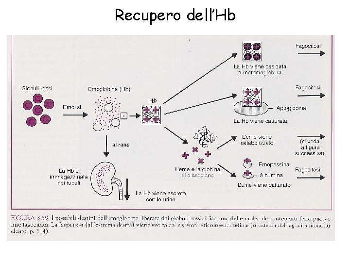 Recupero dell’Hb 