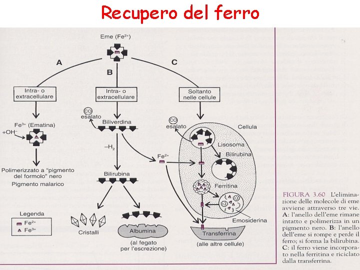 Recupero del ferro 