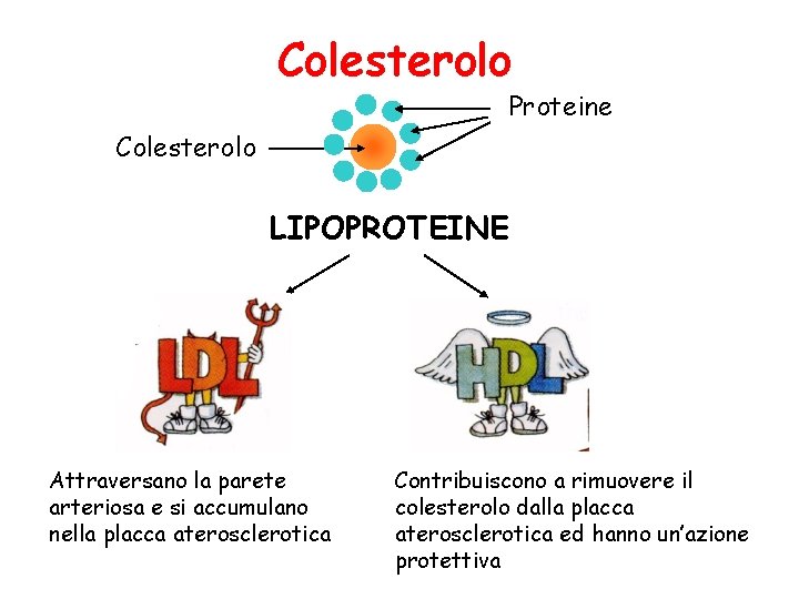 Colesterolo Proteine Colesterolo LIPOPROTEINE Attraversano la parete arteriosa e si accumulano nella placca aterosclerotica