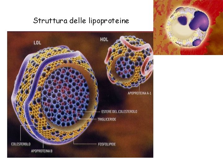 Struttura delle lipoproteine 