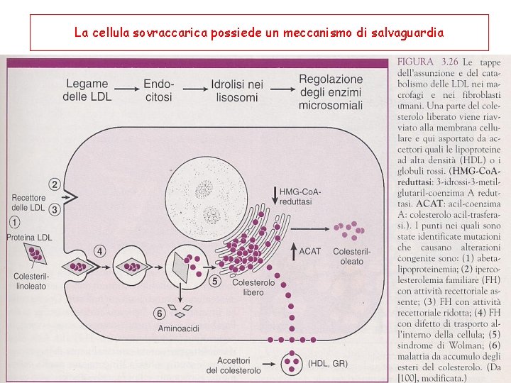 La cellula sovraccarica possiede un meccanismo di salvaguardia 