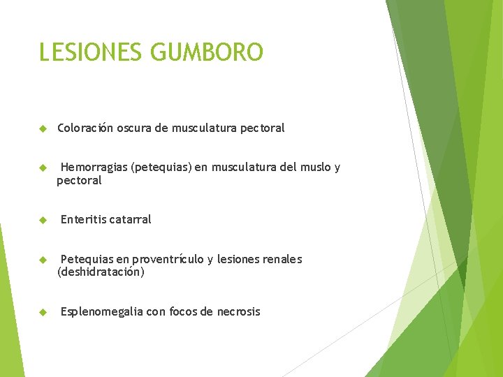 LESIONES GUMBORO Coloración oscura de musculatura pectoral Hemorragias (petequias) en musculatura del muslo y