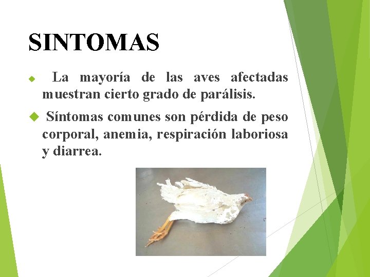 SINTOMAS La mayoría de las aves afectadas muestran cierto grado de parálisis. Síntomas comunes