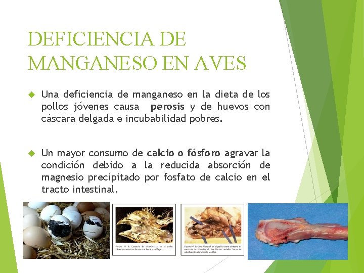 DEFICIENCIA DE MANGANESO EN AVES Una deficiencia de manganeso en la dieta de los