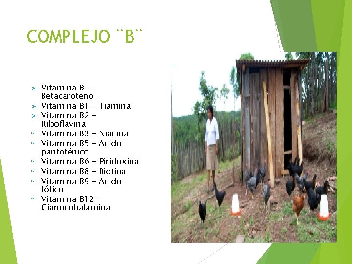 COMPLEJO ¨B¨ Ø Ø Ø Vitamina B – Betacaroteno Vitamina B 1 – Tiamina